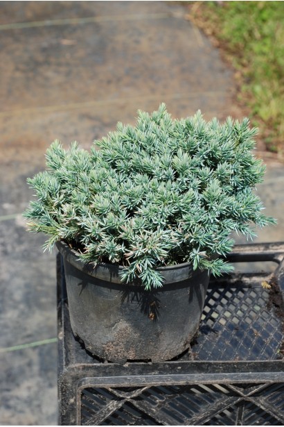 Ялівець лускатий Блю Стар - 3-5л/вис.10-15см/Ø15-25см